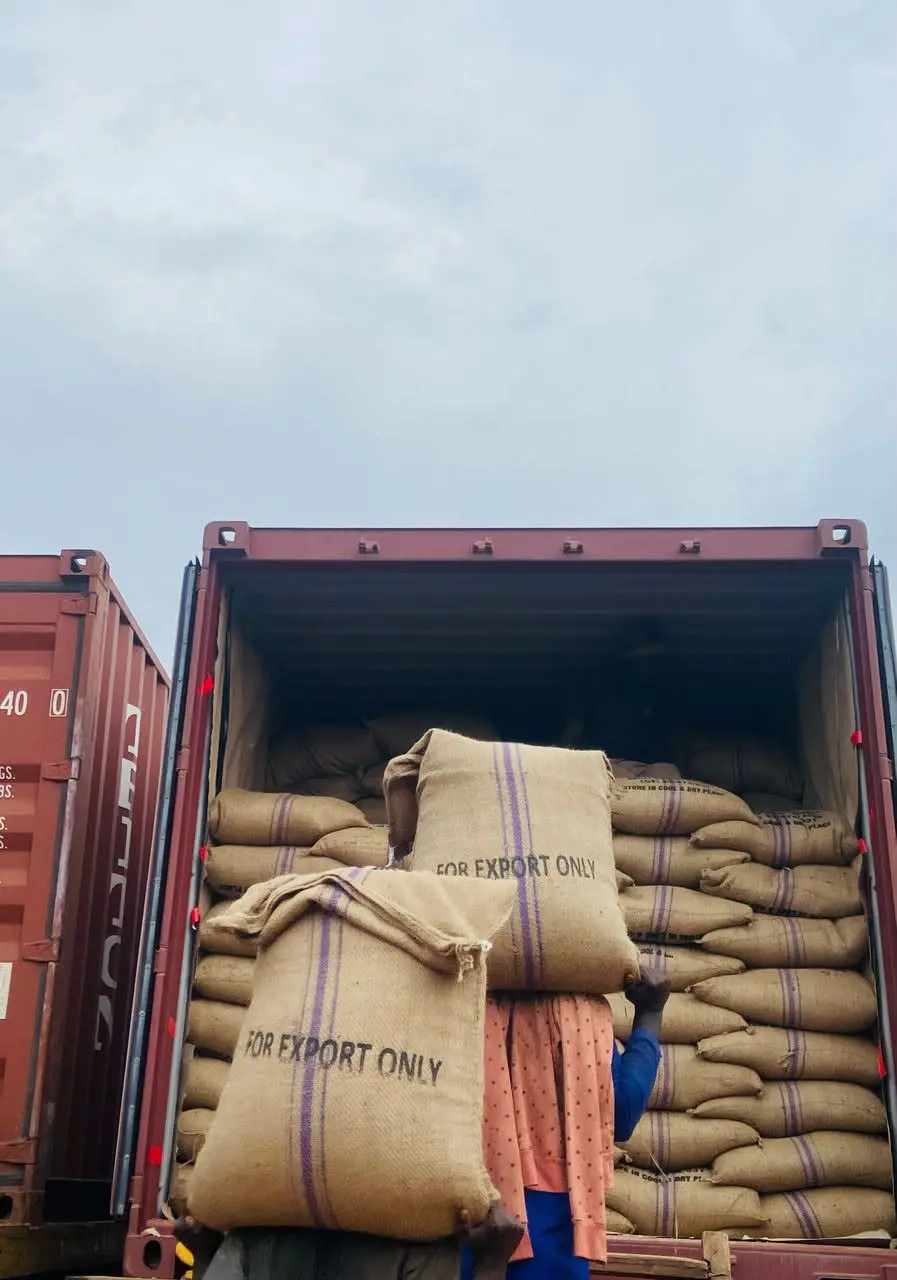 Coffee bags being loaded for export shipment