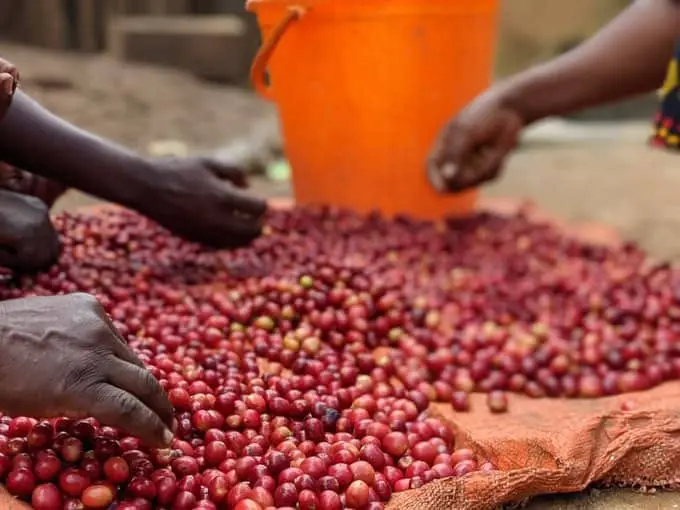 Fresh cherry handling