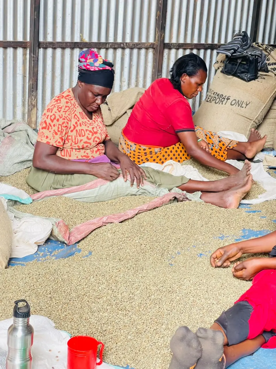 Women sorting green coffee by hand during quality preparation