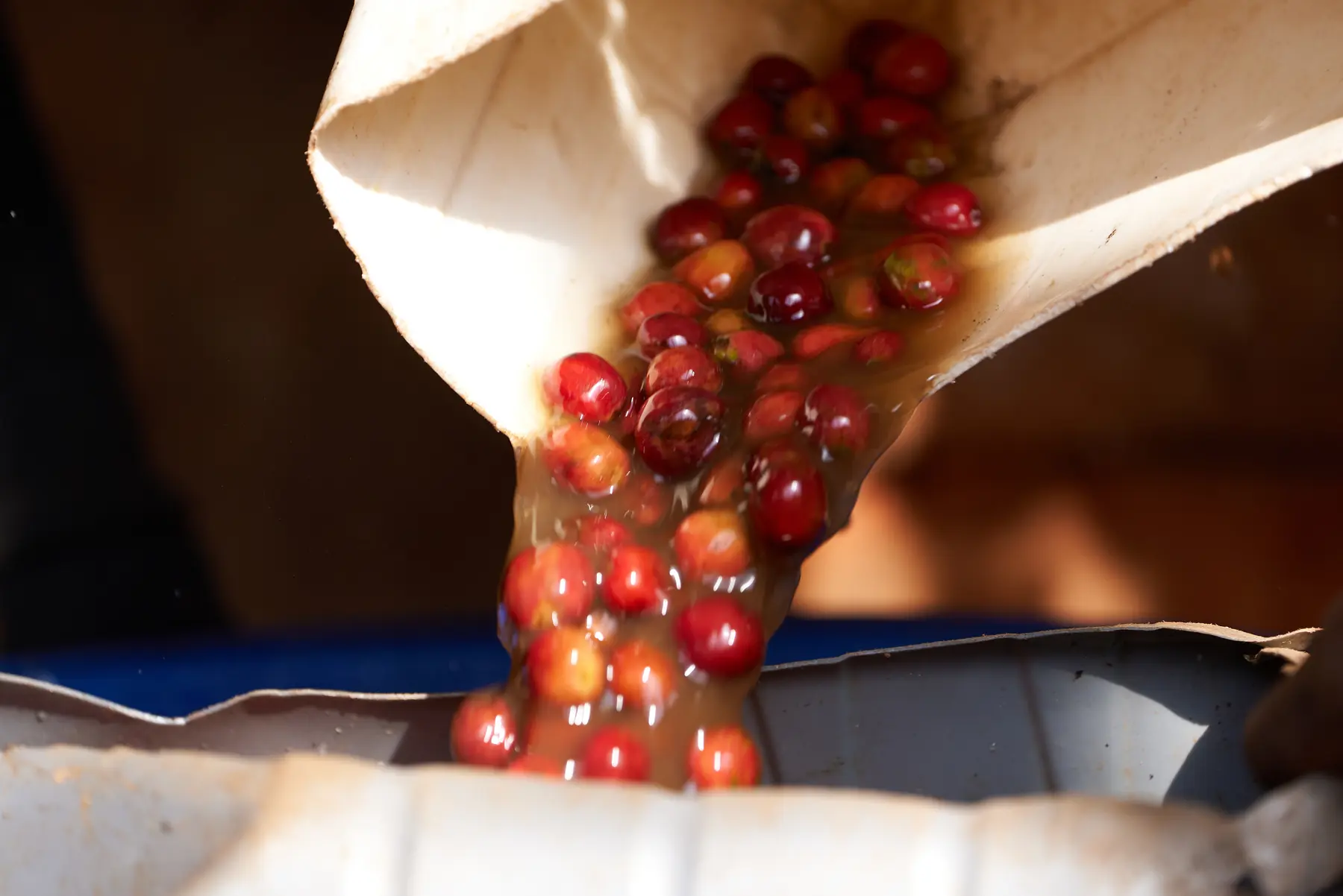 Coffee handling during processing