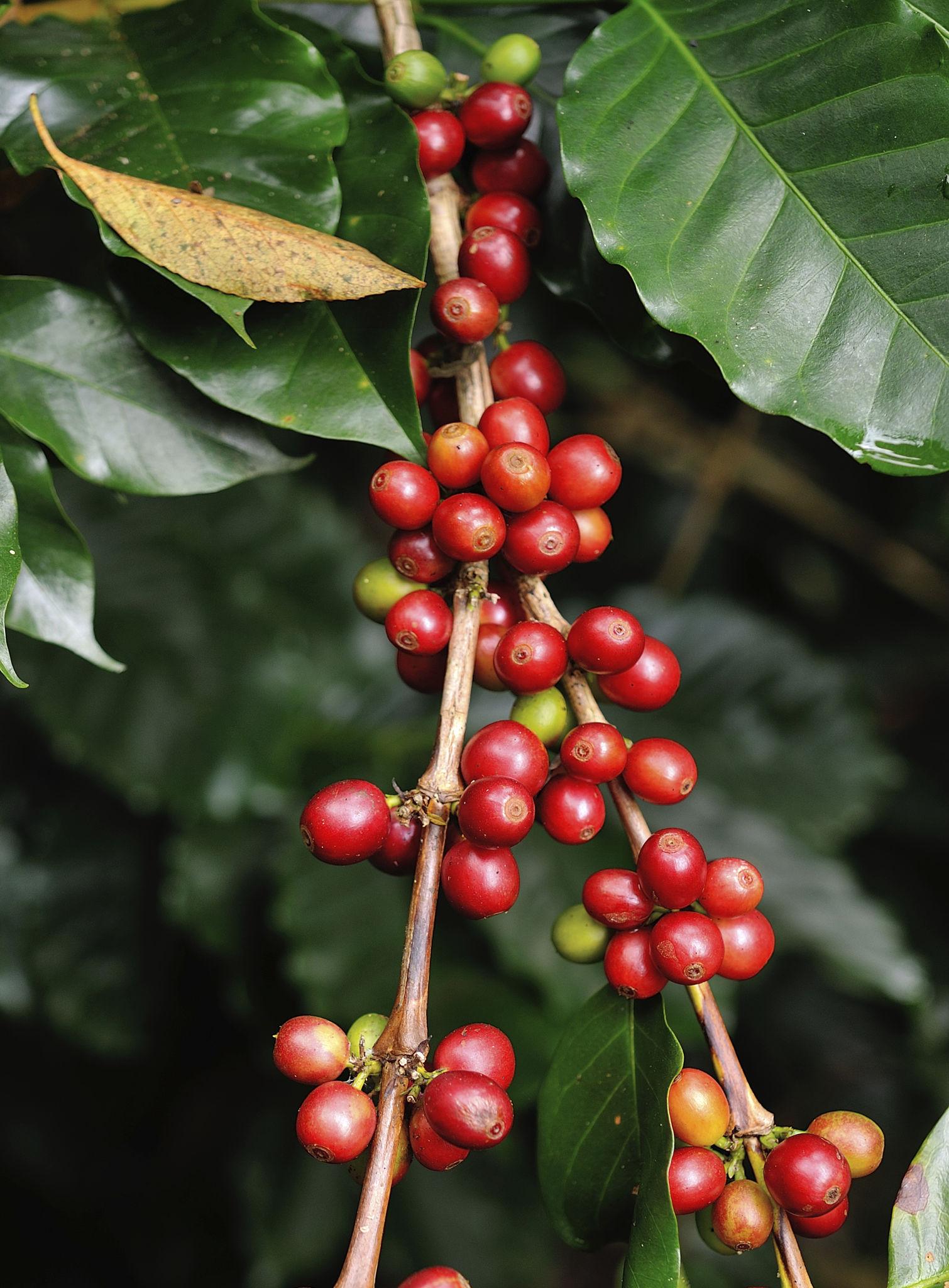 Ripe coffee cherries on the branch