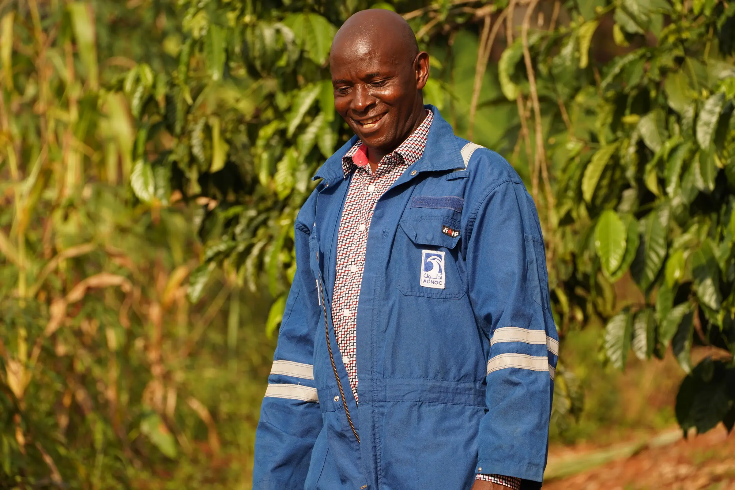 A Ugandan coffee farmer standing among productive coffee trees