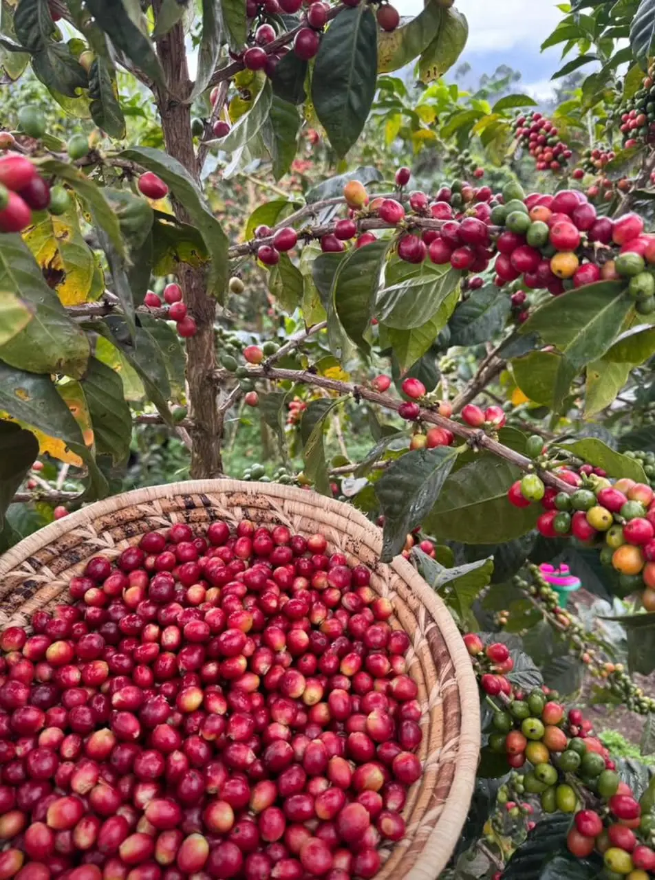 Basket of ripe coffee cherries beside a productive coffee tree