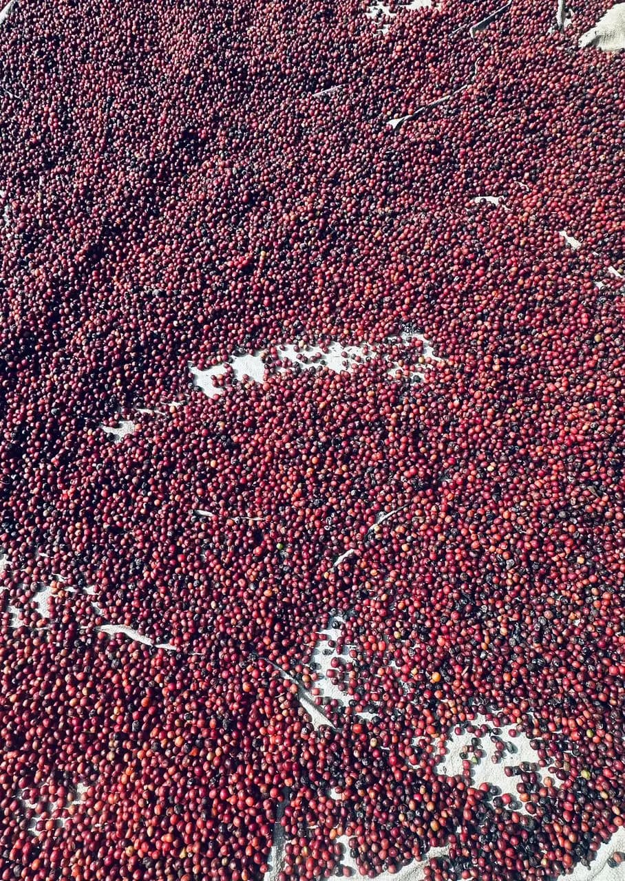 Cherries drying in the sun