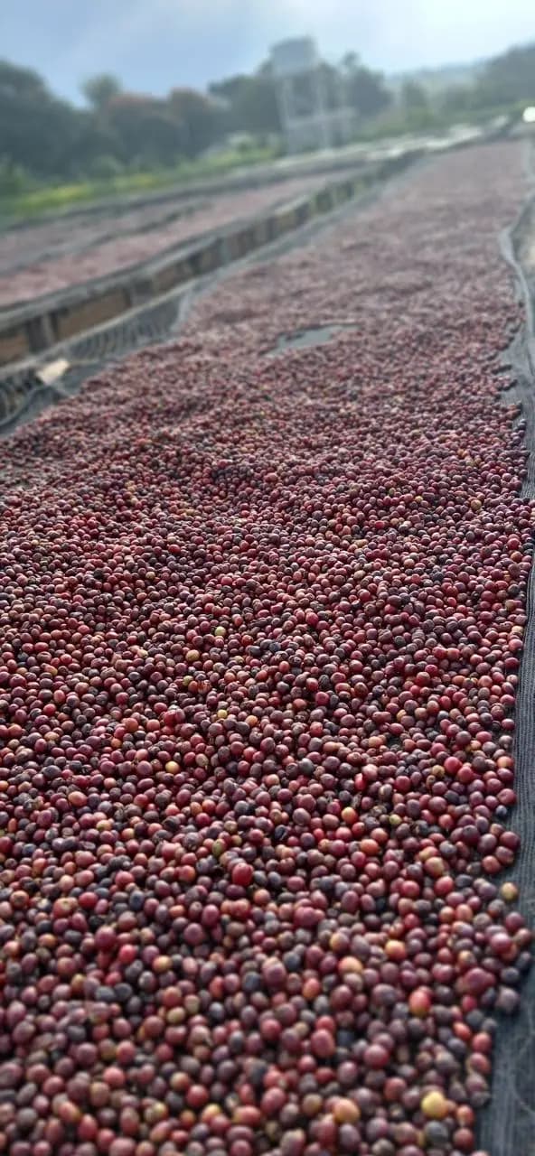 Natural drying process