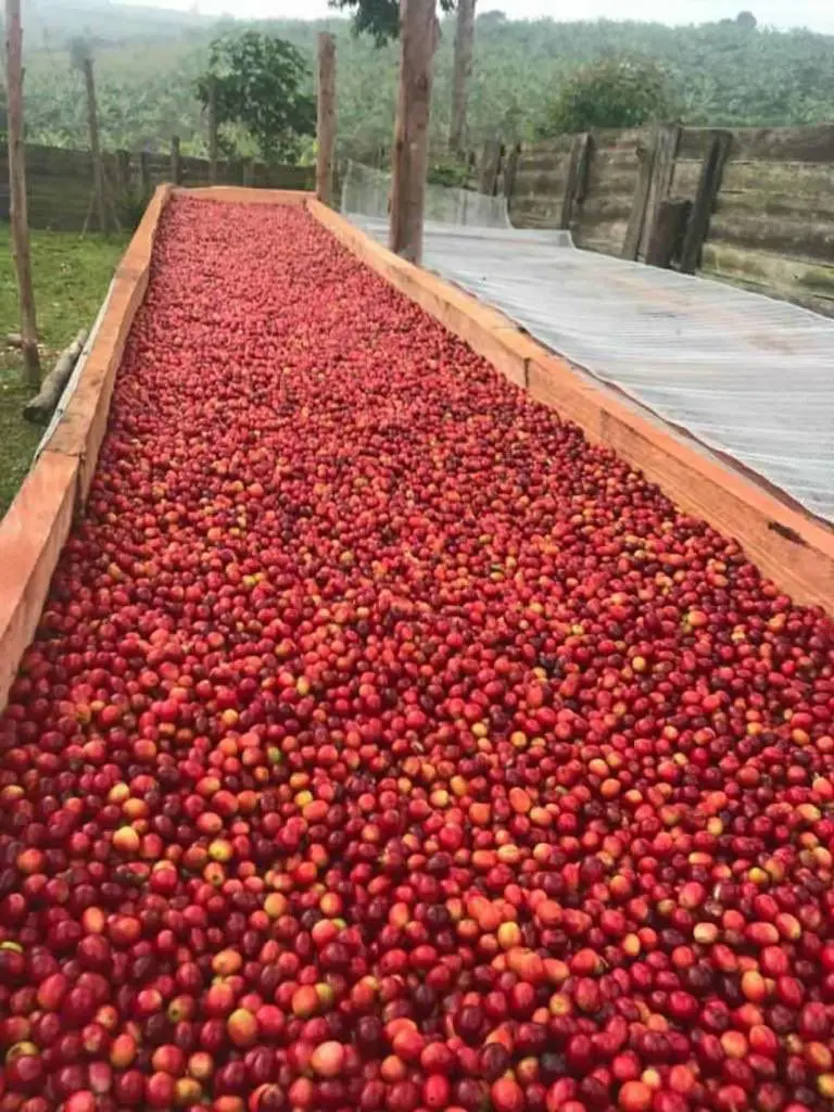 Raised-bed drying