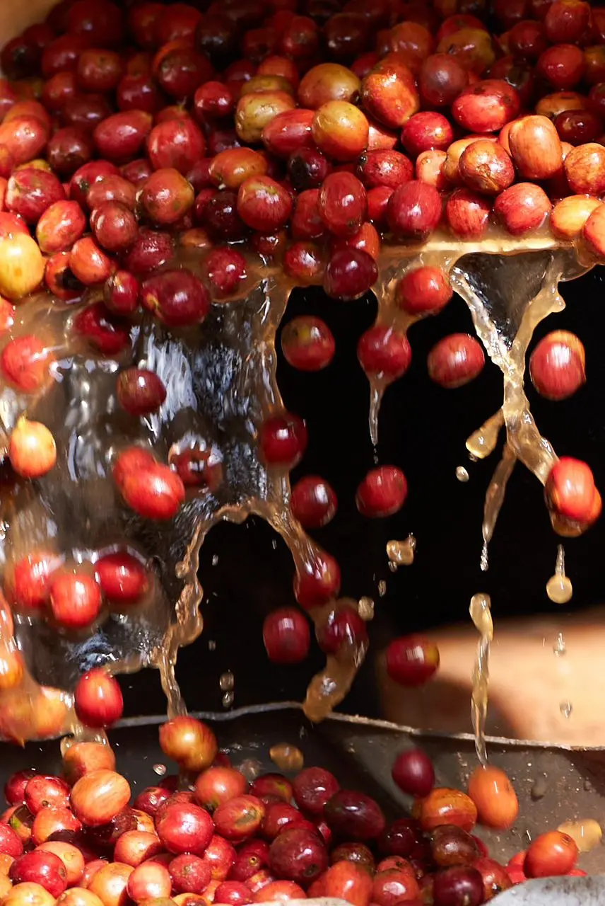 The next coffee generation