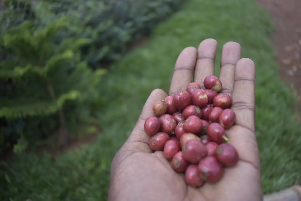 Harvest from the field