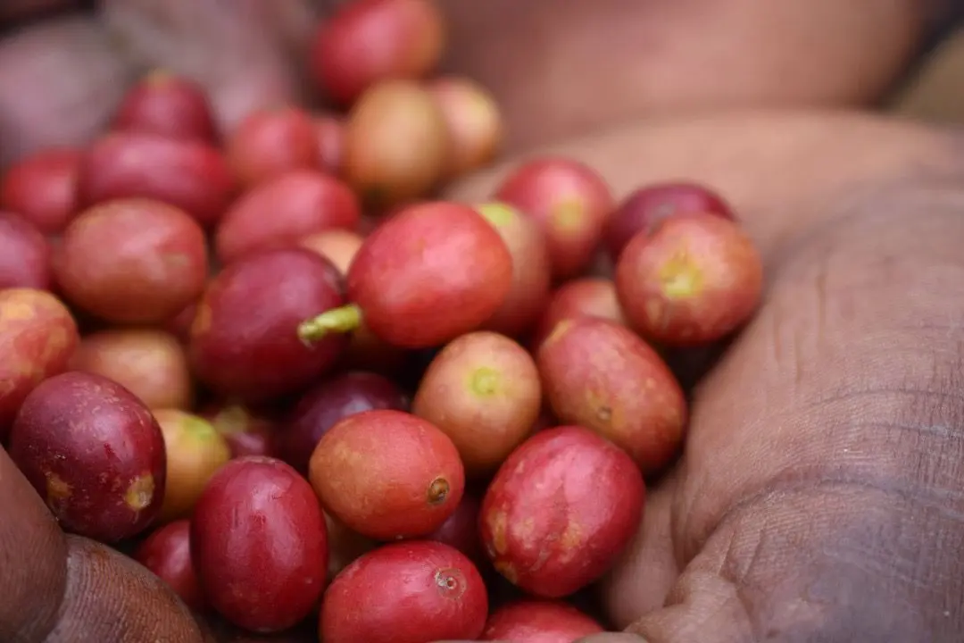 Harvest-ready cherries