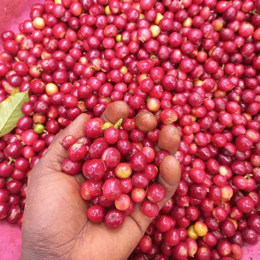 Ripe cherries selected by hand