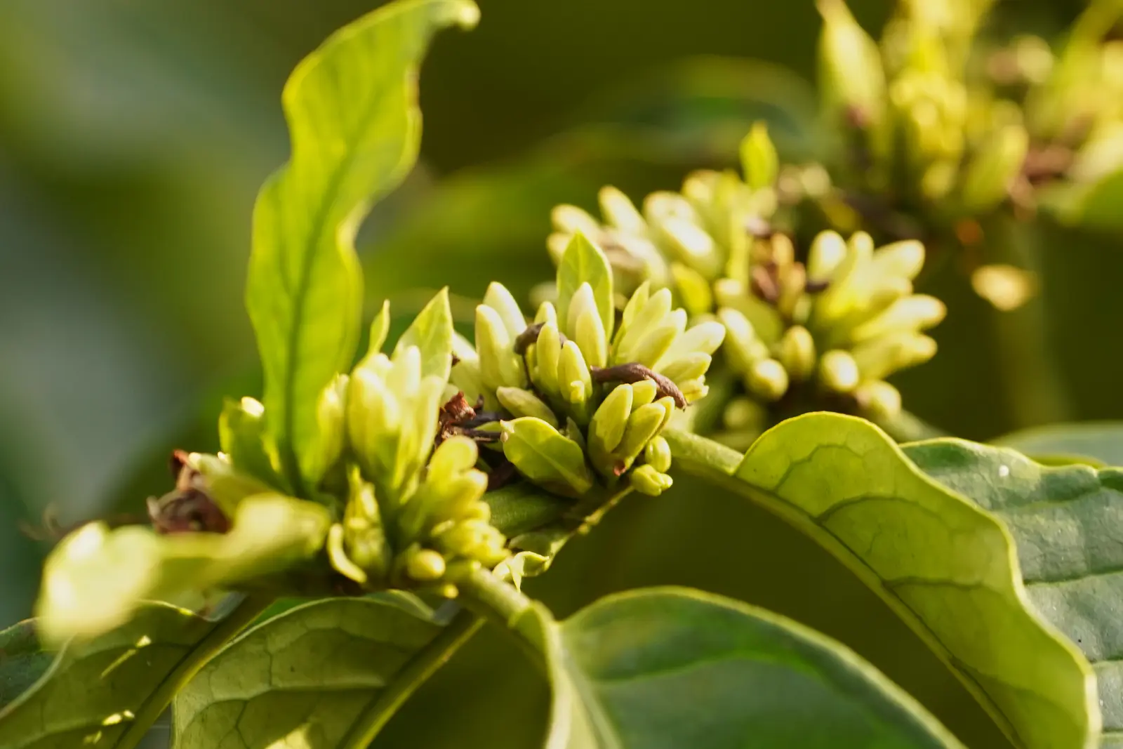 Flowering coffee plant