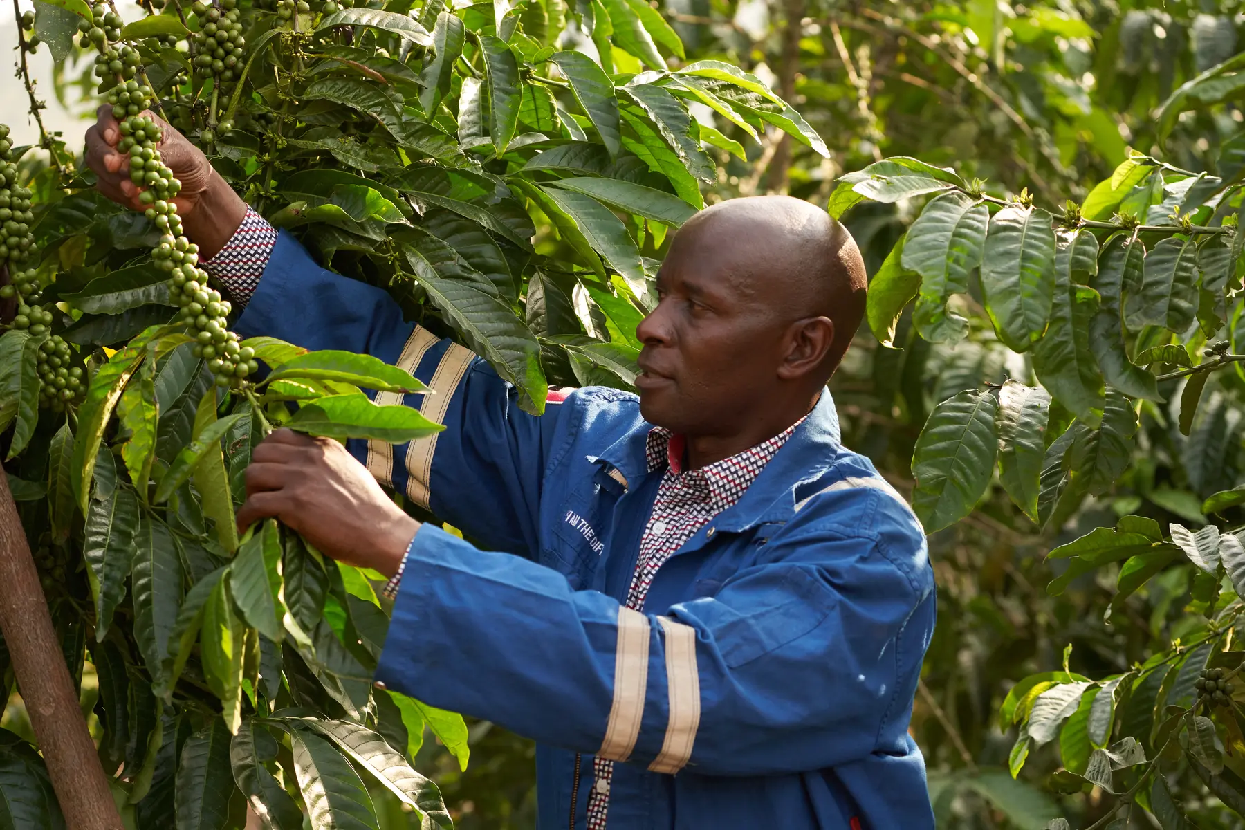 Mwanyi Terimba Limited field team inspecting coffee farms with farmers